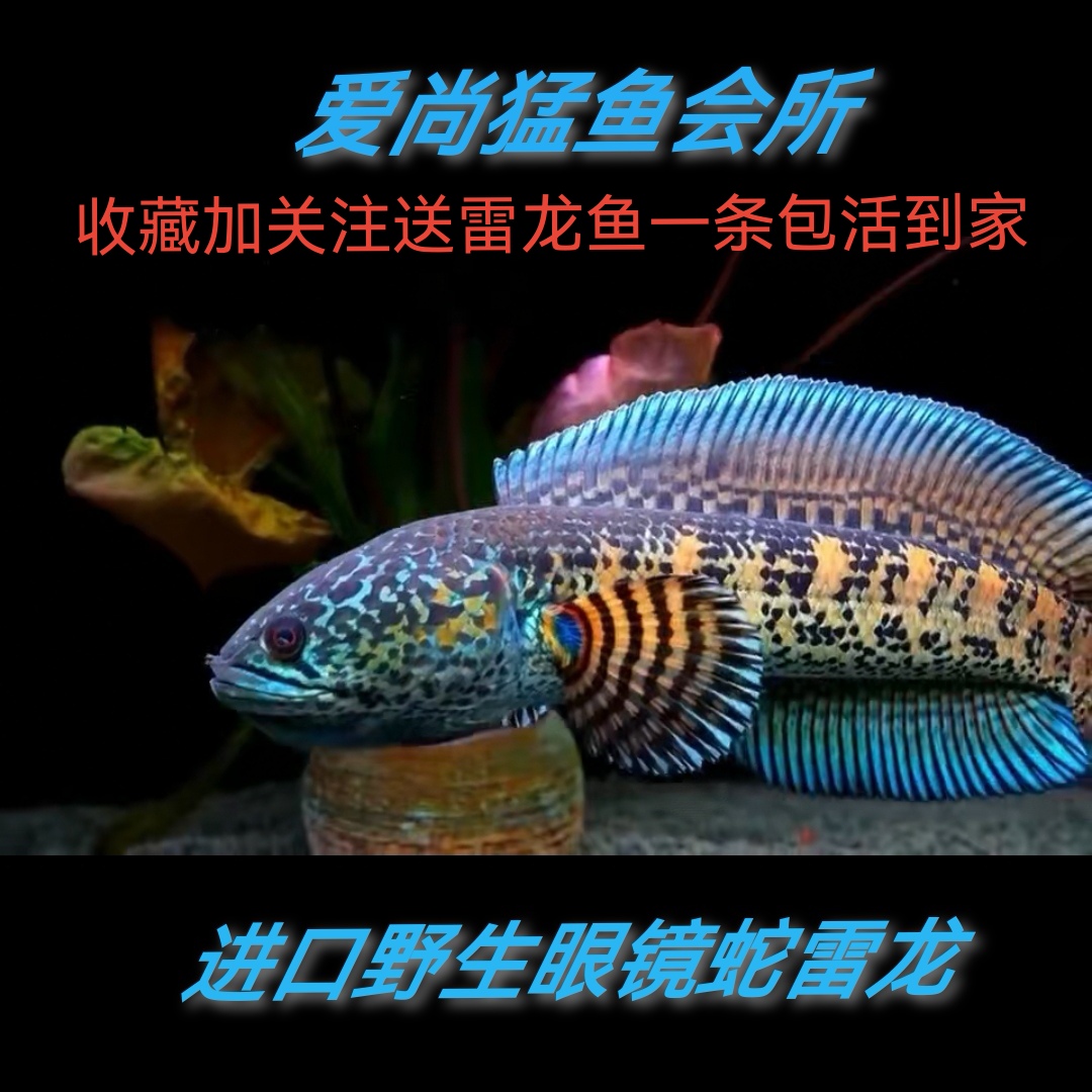 印度凶猛鱼观赏鱼雷龙眼镜蛇淡水