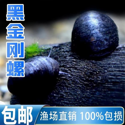 黑金刚螺鱼苗观赏鱼清道夫鱼鱼缸清洁工具鱼淡水吃藻除藻观赏螺