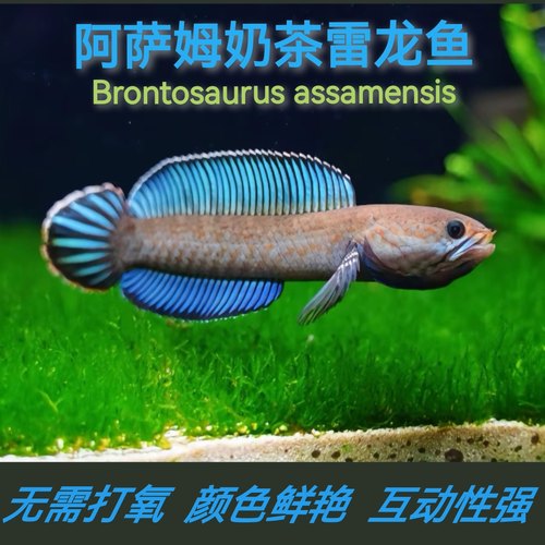 小型雷龙鱼奶茶易活进口淡水凶猛