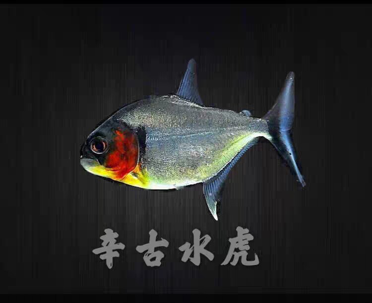 秘鲁黑食钻黑普黑黄钻辛古水虎武士胭脂黑斑南美加拉辛虎皮鱼包损