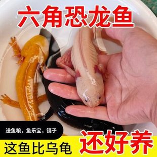 六角恐龙鱼蝾螈宠物鱼美西螈美西螈四脚娃娃鱼冷水观赏鱼活体宠物