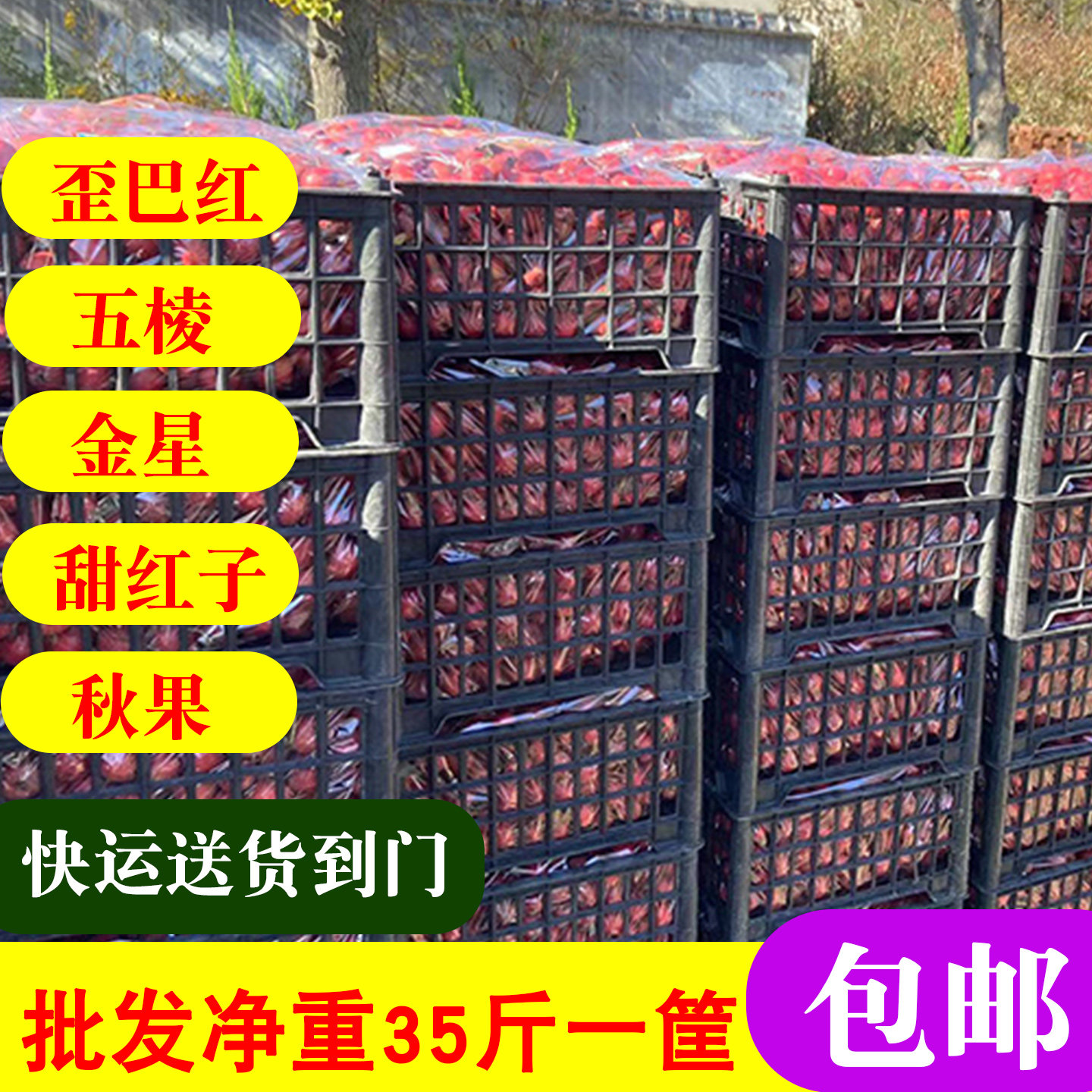 山楂果新鲜净重35斤批发秋果歪巴红甜红子金星五棱糖雪球冰糖葫芦
