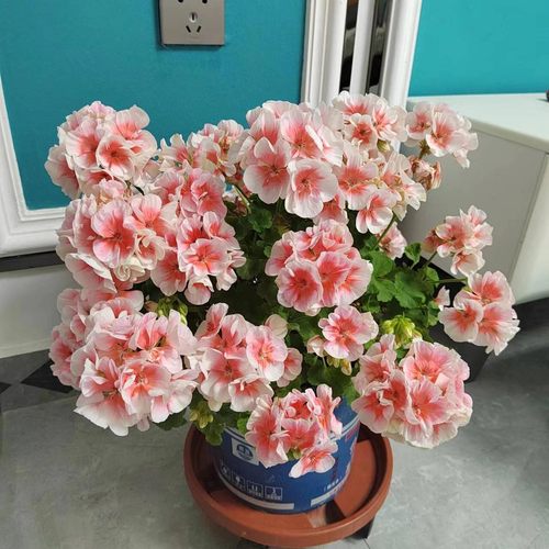 大盆老桩天竺葵皇后公主国王