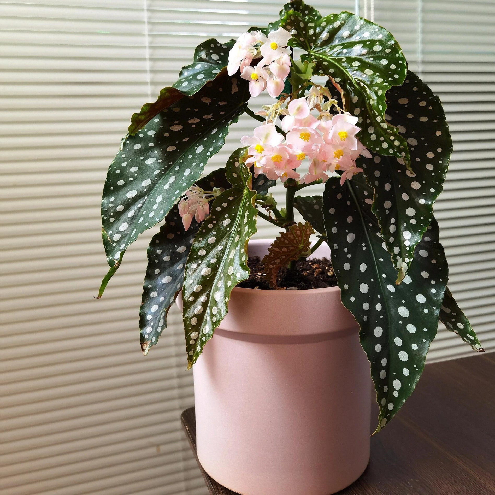 粉旗鱼秋海棠鳟鱼海威进口 ins风网红绿植盆栽室内阳欧式植物花卉,鲜花速递/花卉仿真/绿植园艺,时令草本花卉,淘宝优惠券,粉丝福利购,淘宝优惠卷