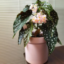 粉旗鱼秋海棠鳟鱼海威进口 植物花卉 ins风网红绿植盆栽室内阳欧式