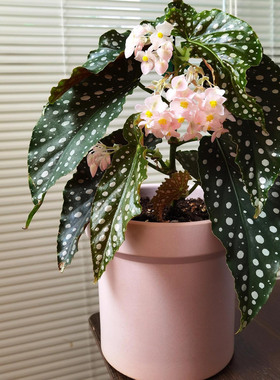 粉旗鱼秋海棠鳟鱼海威进口 ins风网红绿植盆栽室内阳欧式植物花卉