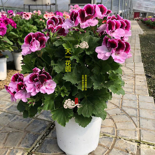 蝴蝶梅大花天竺葵多色花苗好养