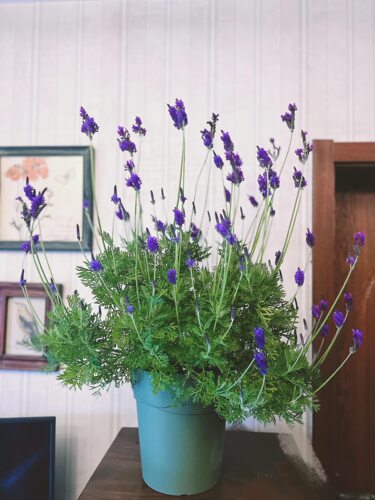 羽叶薰衣草盆栽四季开花香助眠