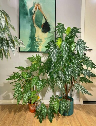 乌头杂老桩秋海棠盆栽水培观叶