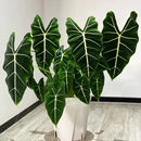 绿天鹅绒海芋彩叶芋绿植盆栽室内植物观叶热带植物北欧风格