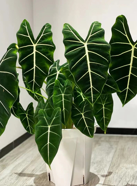 绿天鹅绒海芋彩叶芋绿植盆栽室内植物观叶热带植物北欧风格