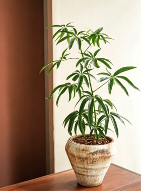 进口热植 夏威夷鹅掌柴  Schefflera sp. angustifolia  细叶伞树