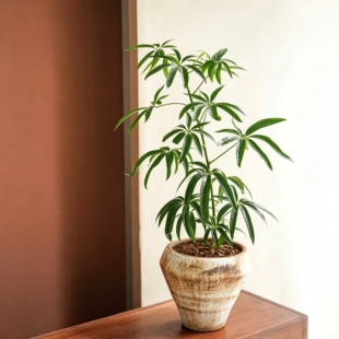进口热植 夏威夷鹅掌柴  Schefflera sp. angustifolia  细叶伞树