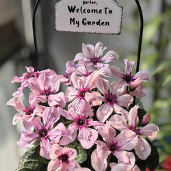 获奖品种 新品幻雅 一代仙客来带花 阳台植物 耐寒 年宵花