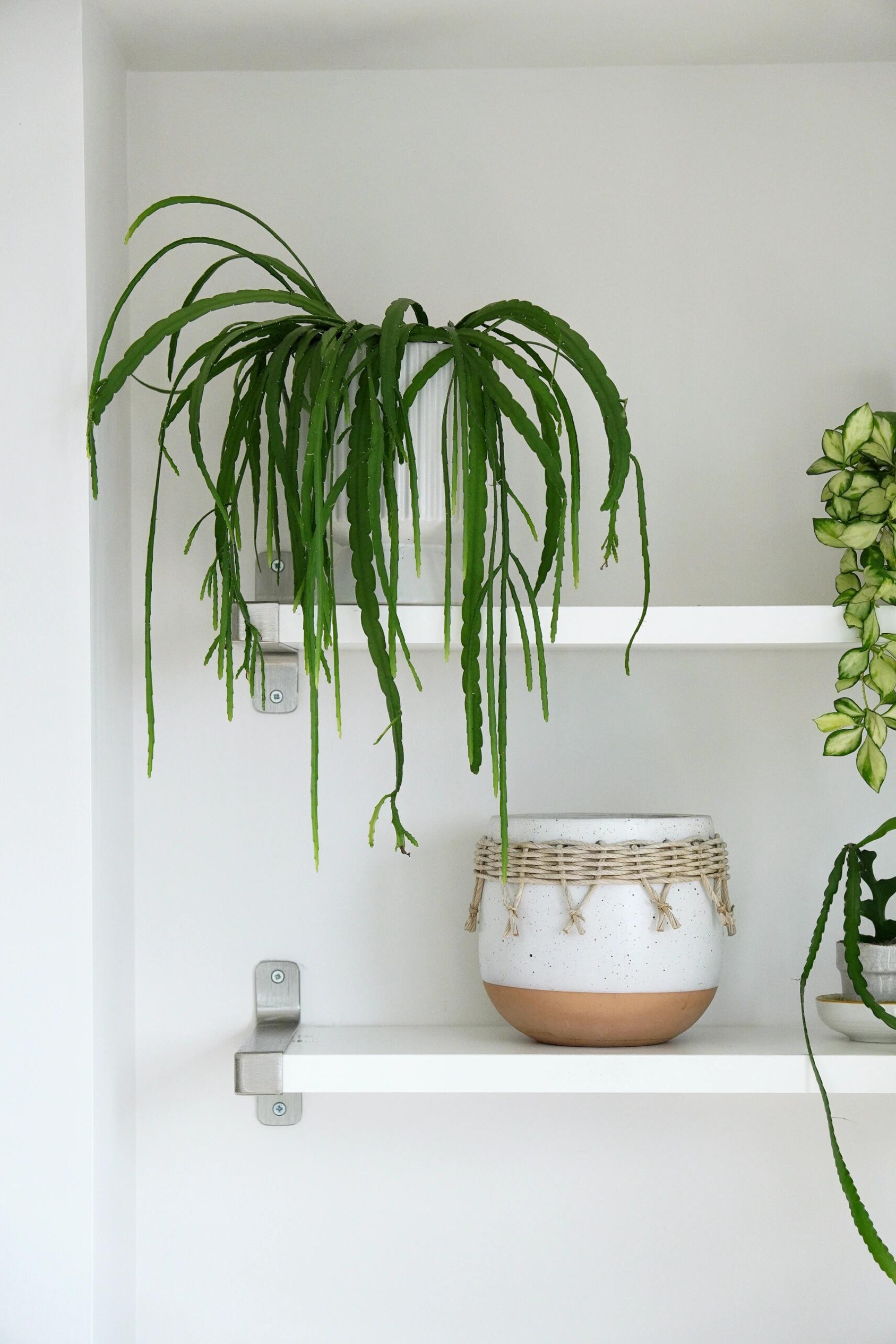 进口荷兰 玻利维亚丝苇 热带植物 好养垂挂植物耐阴耐旱耐热阳台