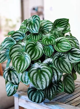 西瓜皮椒草麒麟盆栽草