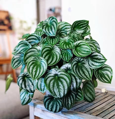 西瓜皮椒草麒麟盆栽草
