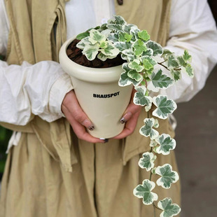 日本雪莹常春藤盆栽  绿植室内客厅好养耐阴净化空气容易观叶植物