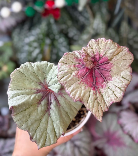 进口新品秋海棠 瓦西丽萨 蟆叶秋海棠 好养 热植