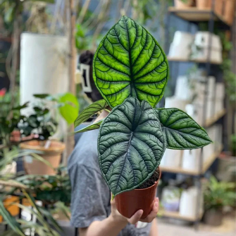 白犀牛海芋ins风网红进口绿植盆栽室内阳台观叶夏季窗台耐阴花卉