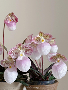 玉女兜兰带花苞卡特兰室内耐荫好养花卉可爱招财好运盆栽