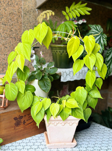 进口蔓绿绒盆栽 ins风 室内绿植好养常绿 多年生 阳台客厅