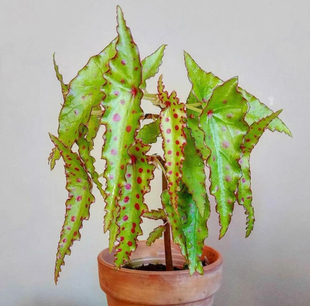 进口日系秋刀鱼秋海棠盆栽银丝绿植室内阳台庭院花卉植物好养活