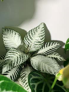 进口 荷兰白雪爵床盆栽银脉室内客厅书房办公室高级观叶绿植