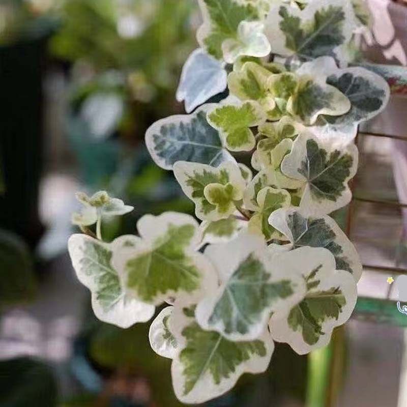 日本雪莹常春藤盆栽  绿植室内客厅好养耐阴净化空气容易观叶植物