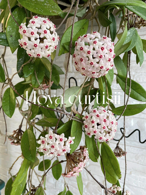 银斑球兰外锦球兰爬藤绿植