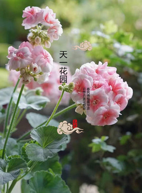 重瓣天竺葵盆栽苗国王公主洋绣球好养阳台海棠庭院花卉