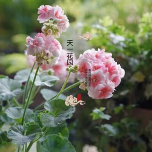 重瓣天竺葵盆栽苗国王公主洋绣球好养阳台海棠庭院花卉