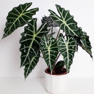 大仙女海芋非洲面具盆栽苗懒人阳台室内客厅ins风多年生观叶绿植