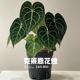 哥伦比亚进口克莱恩水晶花烛ins热植盆栽心形进口植物观叶绿植