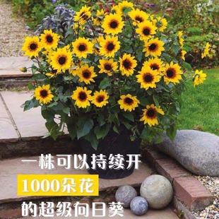 超级向日葵花 光辉岁月 持续开花阳台庭院花卉 植物盆栽