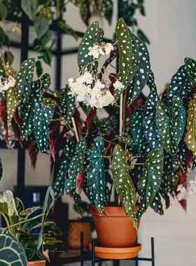 鳟鱼秋海棠粉旗鱼海威进口 ins风网红绿植盆栽室内阳欧式植物花卉