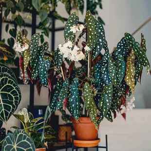 鳟鱼秋海棠粉旗鱼海威进口 植物花卉 ins风网红绿植盆栽室内阳欧式