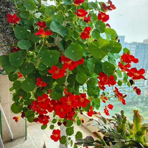 旱金莲盆栽旱荷花金莲花室内阳台开花花卉观花植物四季种易活带花