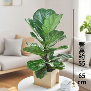琴叶榕盆栽客厅室内大型绿色植物橡皮树大叶四季好养耐阴小棒棒糖