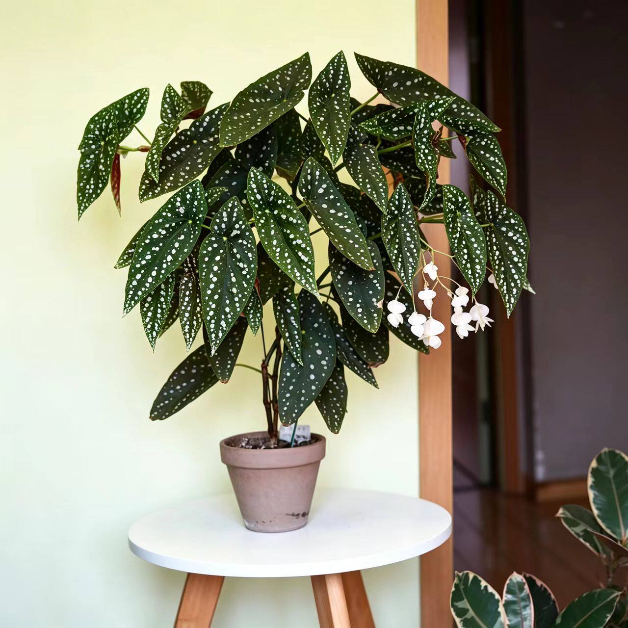 塞拉山王 秋海棠热植进口 ins风网红绿植盆栽室内阳欧式植物花卉