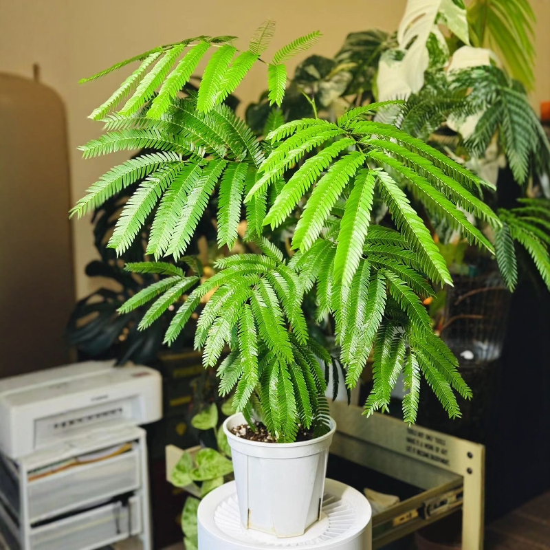 日本进口密叶猴耳环ins室内