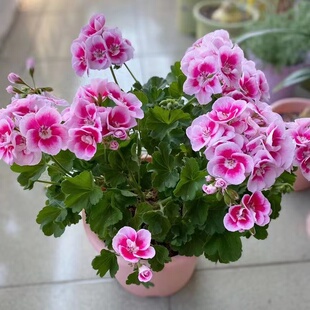 直立天竺葵盆栽苗白飞溅洋绣球很勤花好养阳台海棠庭院花卉