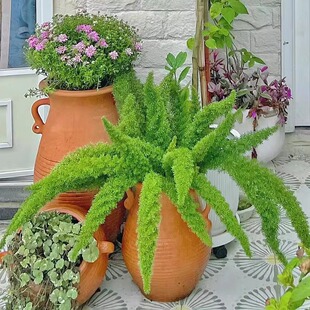 耐寒植物 狐尾天门冬 四季常绿盆栽阳台庭院植物多年生好养绿植