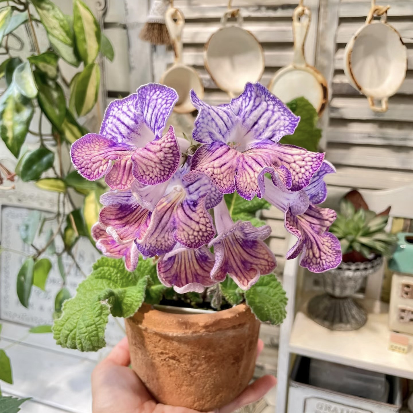 苦苣苔科新品堇兰青花瓷进口大花图片