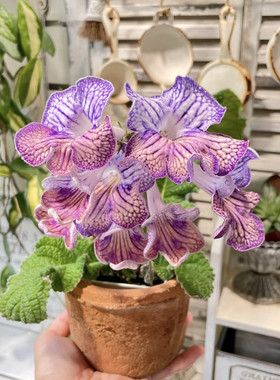 苦苣苔科新品堇兰青花瓷进口大花