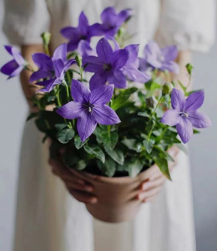 中华桔梗带花苞四季开花多年生