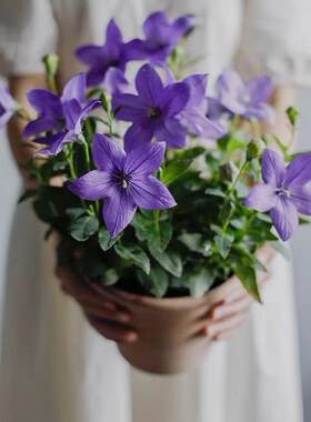中华桔梗带花苞四季开花多年生