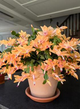 进口索菲亚黄色 粉白玛丽蟹爪兰盆栽带花苞白色室内阳台植物