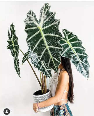 进口海芋 彩叶芋绿植盆栽室内植物观叶热带植物北欧风格