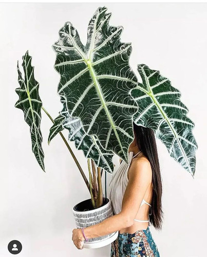 进口海芋 彩叶芋绿植盆栽室内植物观叶热带植物北欧风格